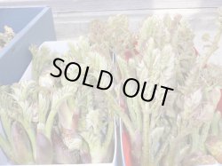 画像1: 春の山菜・旬の野菜セット【数量限定・予約販売】